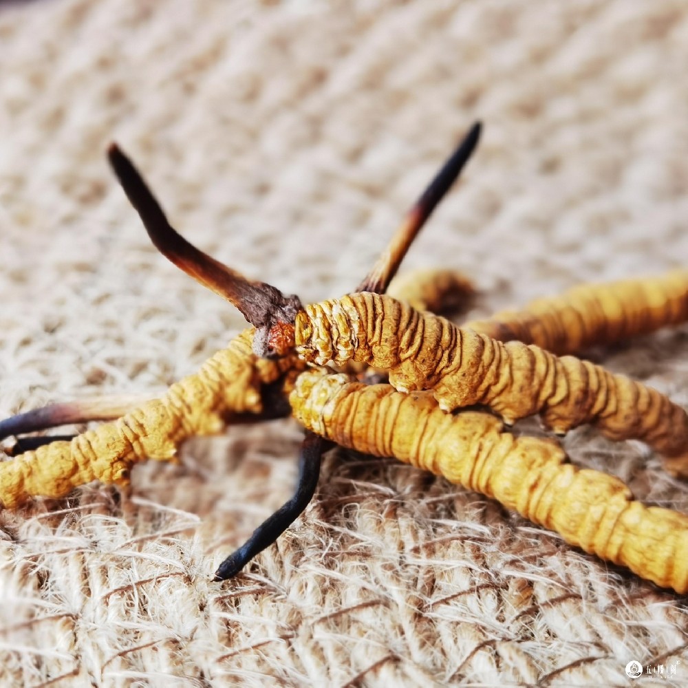 春季养生保健，冬虫夏草不可少