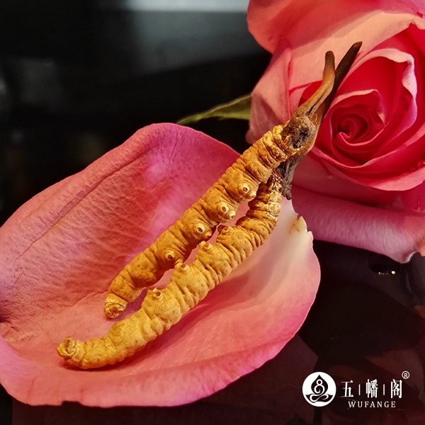 冬虫夏草的主要功效